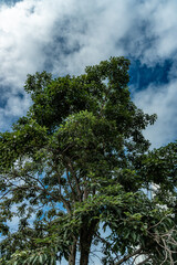 Obraz premium A Tree in the city