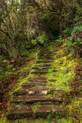 Stone steps at a path section of the "Vereda da Encumeada" hiking trail, which connects Pico Ruivo and the Encumeada mountain pass, surrounded by ancient heath and laurel forest, Madeira, Portugal