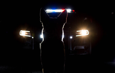 A police dog on the night shift