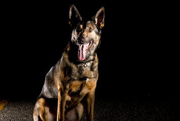 A police dog during the night shift. 
