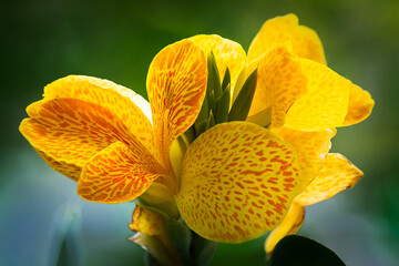 Fototapeta premium Canna Cannasol Flower