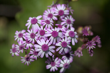 Flora of Gran Canaria - magenta flowers of Pericallis webbii, endemic to the island, natural macro floral background