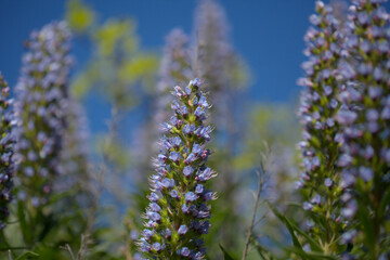 Flora of Gran Canaria -  Echium callithyrsum, blue bugloss of Tenteniguada, endemic to the island,
 natural macro floral background