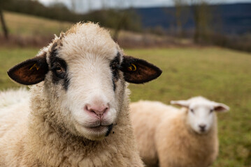 Close-up portrait of a lead sheep or bellwether, looking towards camera, with another sheep in the...