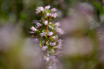 Flora of Gran Canaria -  Echium callithyrsum, blue bugloss of Tenteniguada, endemic to the island,
 natural macro floral background

