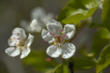 Horticulture of Gran Canaria -  pear tree blossoming