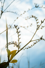 hermoso cielo y pastizales en el campo