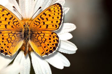 Beautiful nature of colored butterfly on fresh flower.