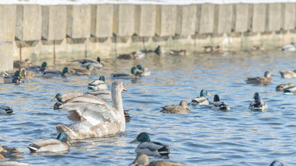 Swan and ducks on frozen river. Flock of wild ducks and swans swims in the pond. Wintering of wild birds in the city.