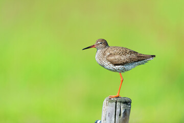 Common Redshank on pole