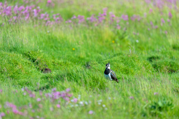 Obraz premium Lapwing in grass in spring