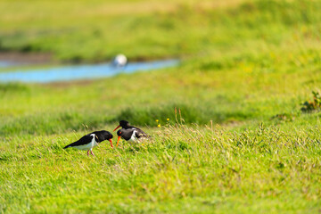 Several oyster catchers in nature