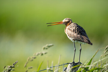  black-tailed godwit on pole in nature