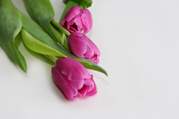 Purple tulips on a white background. Spring bouquet of purple tulips on a light background.