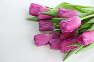 Purple tulips on a white background. Spring bouquet of purple tulips on a light background.