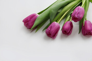 Purple tulips on a white background. Spring bouquet of purple tulips on a light background.