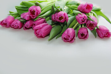 Purple tulips on a white background. Spring bouquet of purple tulips on a light background.