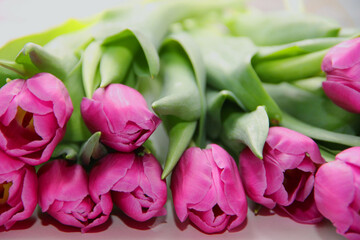 Purple tulips on a white background. Spring bouquet of purple tulips on a light background.