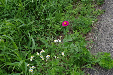 ピンク色の一輪の花