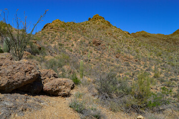 Desert Mountain Peak in spring with Cactus, Scrub Brush, and blue skies