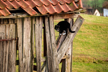 Black cat with white paws climbed onto a loose wooden board of an old broken shed with red tiled roof, Germany