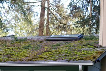 Mossy roof with skylight old and needing repair