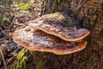 Two red-belted conk mushrooms (Fomitopsis pinicola) in a forest in Germany. It is a stem decay fungus common on softwood and hardwood trees. - obrazy, fototapety, plakaty
