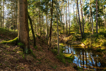 Tranquil stream flowing through an idyllic forest at the "KlimaErlebnisRoute Hiddeser Bent" hiking trail near Demold, Teutoburg Forest, Germany