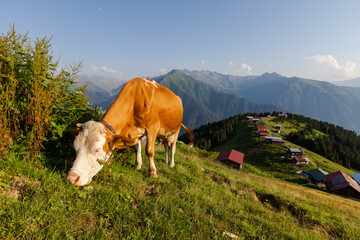 Fototapeta na wymiar A cow grazing in the Pokut plateau