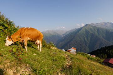 Fototapeta na wymiar A cow grazing in the Pokut plateau