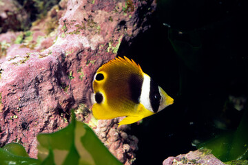 チョウチョウウオの幼魚　チョウハン