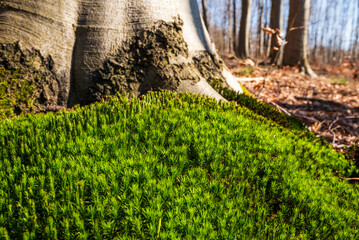 A green carpet of common haircap moss (Polytrichum commune) growing at the foot of a beech tree in...