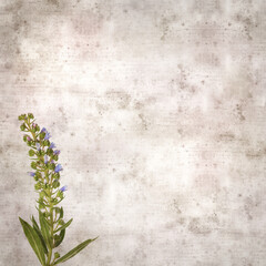 square stylish old textured paper background with blue flowers of Echium callithyrsum, blue bugloss of Tenteniguada, endemic to Gran Canaria
