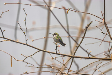 small green hummingbird sitting on branches with winter buds