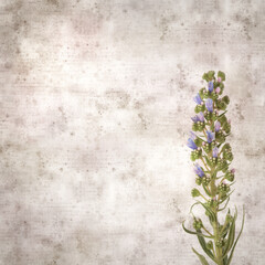 square stylish old textured paper background with blue flowers of Echium callithyrsum, blue bugloss of Tenteniguada, endemic to Gran Canaria
