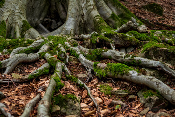 Close-up of the branched root system of a beech tree, covered with moss and surrounded by autumn leaves, Süntel, Hohenstein Nature Reserve, Weser Uplands, Lower Saxony, Germany