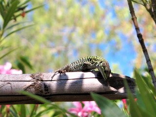 lézard ,