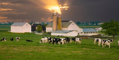 Amish dairy farm near Intercourse, Pennsylvania, with holstein cows in foreground. © Bob