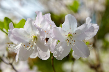 White rhododendron flowers on white background in spring garden