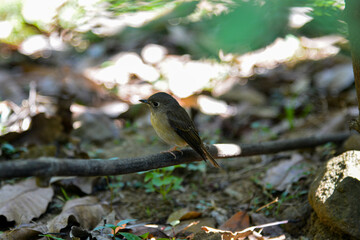 Eurasian Tree Sparrow or Passer montanus, Beautiful bird isolated standing on ground with white background in Thailand.