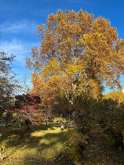 Naklejka premium boe