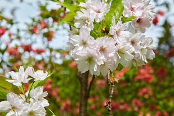 Cherry sakura flowers with rain dew drops against the backdrop of a blooming garden