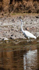 great blue heron