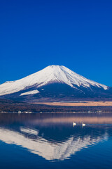 逆さ富士と白鳥　山中湖