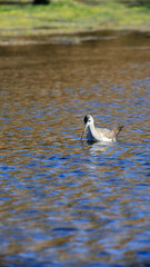 black headed gull