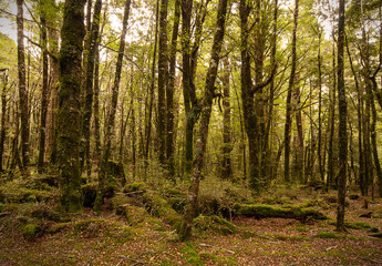 Fototapeta premium New Zealand forest