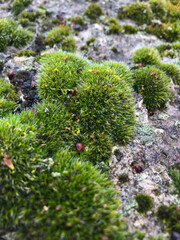 Moss on a stone wall