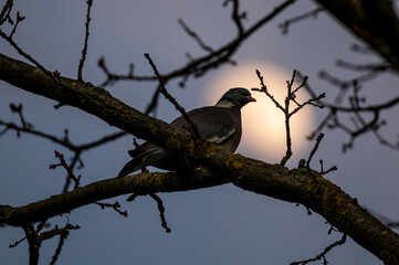 Ringeltaube (Columba palumbus) sitzt Abends in einem Baum vor dem unscharfen Schemen/Silhouette des Mondes