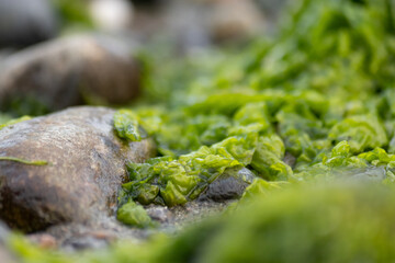 tide pool rocks covered in seaweed barnacles and water