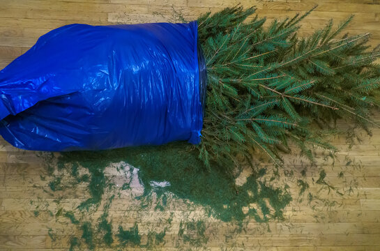 Christmas tree is ready for disposal after the New Year.